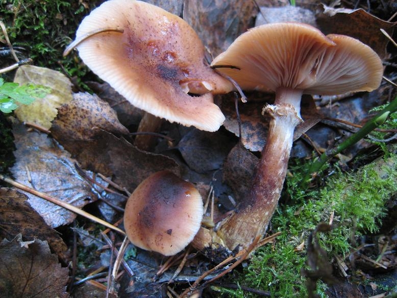 honningsopp.jpg.eae6ed5ef5975b845b7fa461469ea7b0.jpg