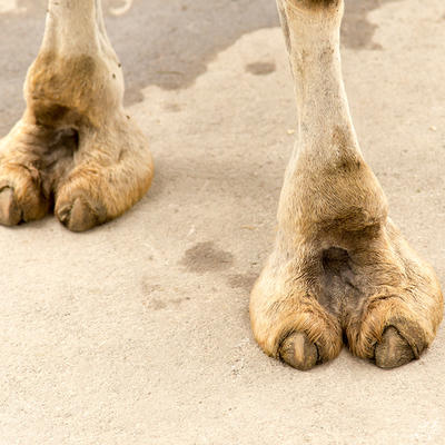 6-camel-toe-slideshow-camel-toe.jpg.b27ca368715e67f88b43ee63fa9cf9ed.jpg