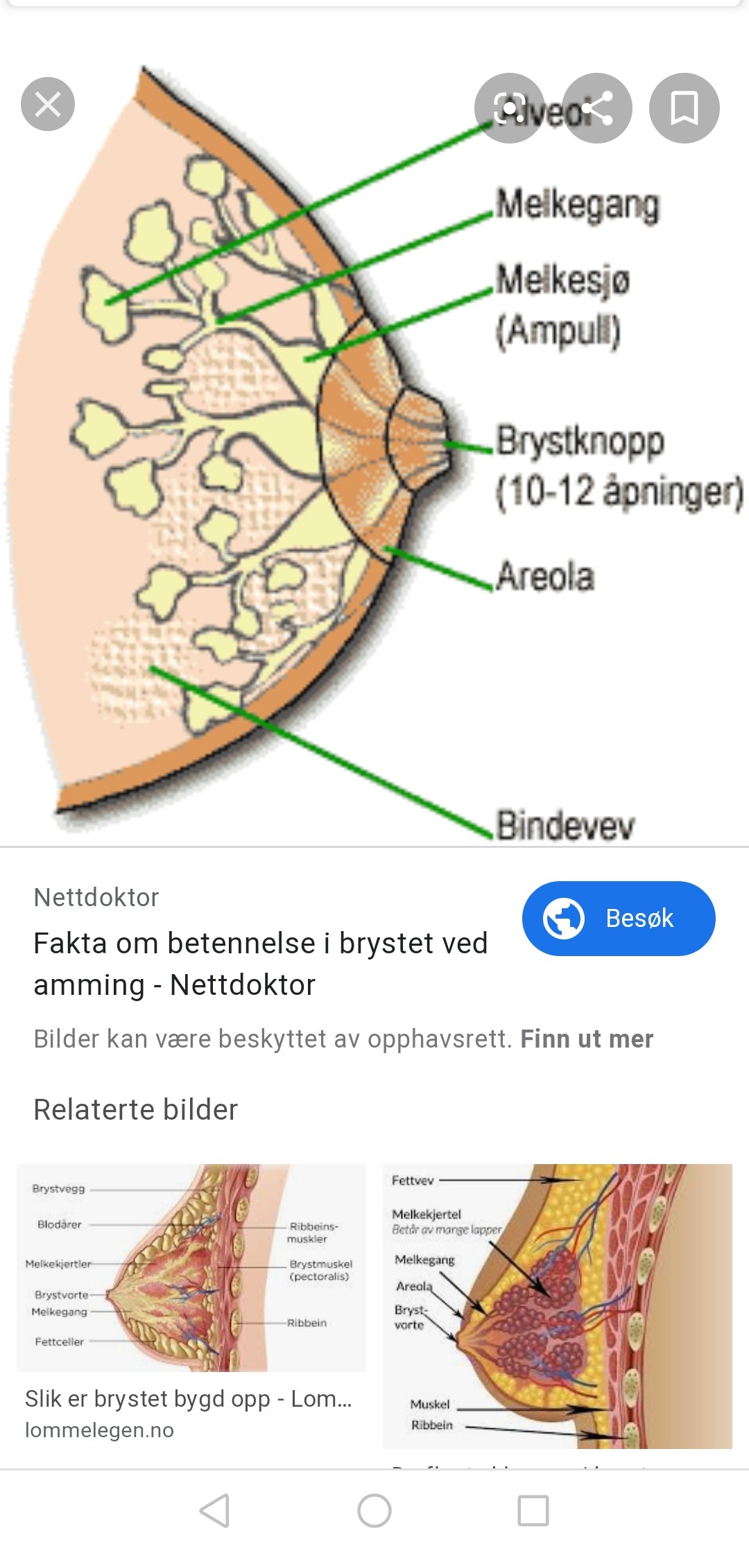 Kjøp brystvortedeksel brysttape Queenral 1 rull usynlige kopper