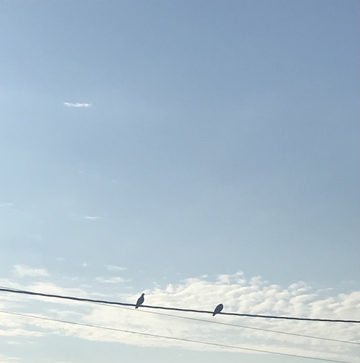 FF8B3163-EE29-41C9-BF62-C3A261F99AA1.jpeg