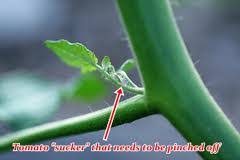 image.jpeg.c329bba7a948960bbc8759555fe49172.jpeg
