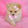 Love_animals